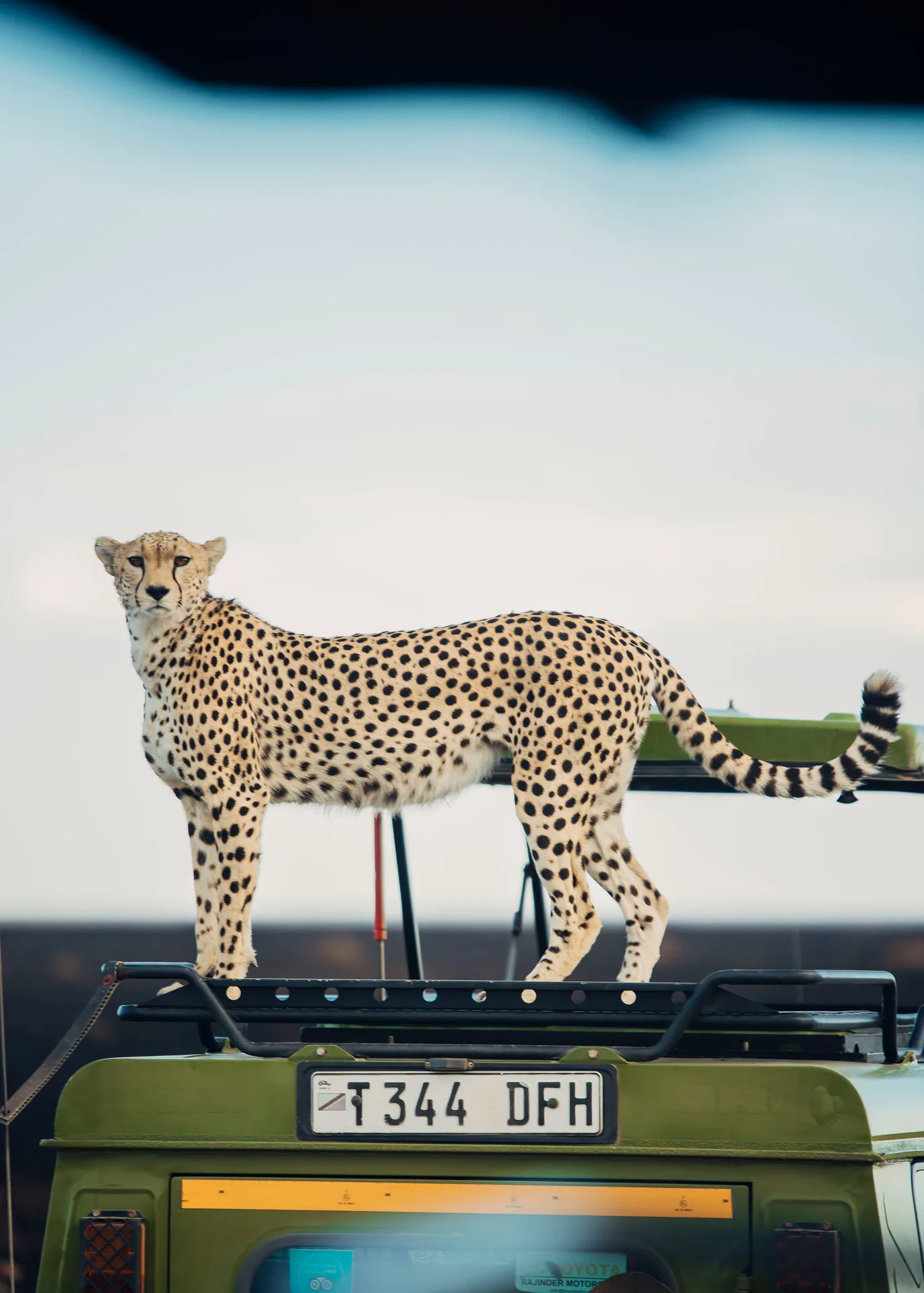 Safari photo