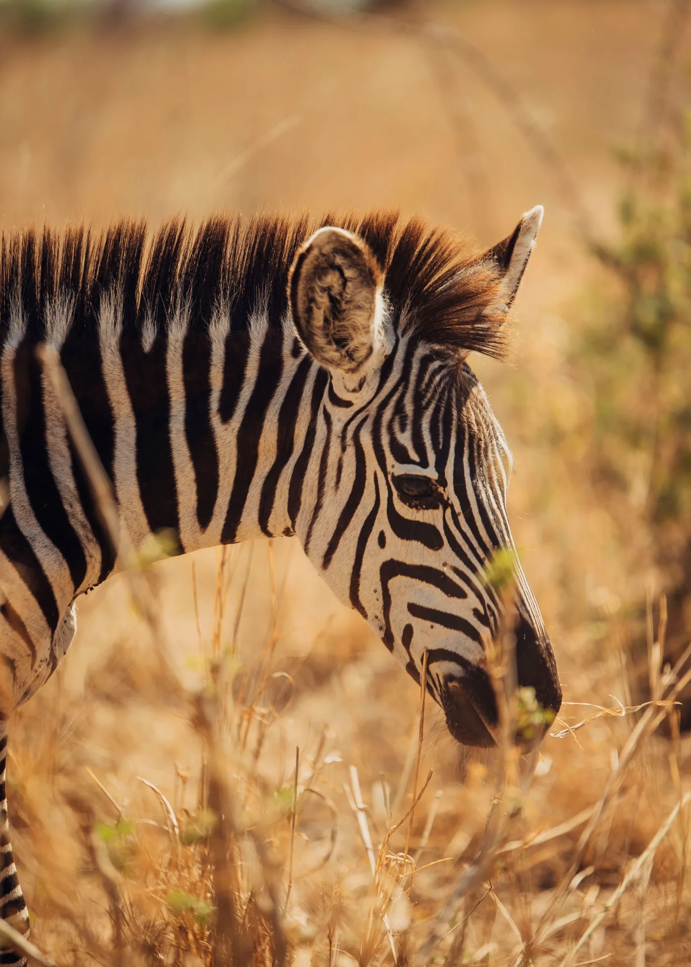 Safari photo